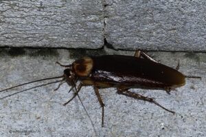 Common Cockroach