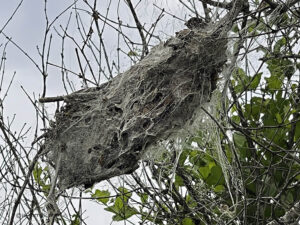 Communal Spider Nest