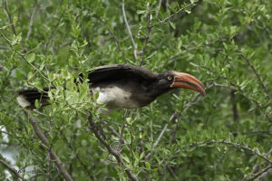 Crowned Hornbill