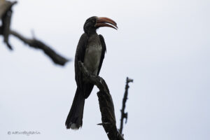 Crowned Hornbill