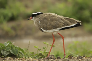 Crowned Lapwing