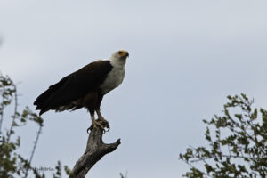 Fish Eagle