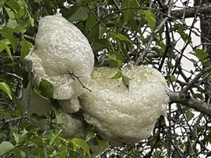 Foam Nest Frog nest