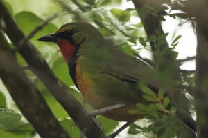 Gorgeous Bushshrike