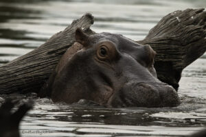 Hippo