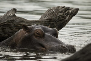 Hippo