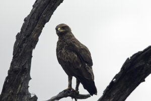 Lesser Spotted Eagle