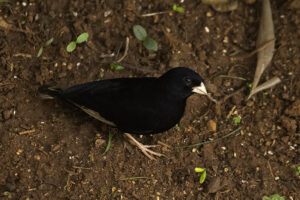 Purple Indigo Bird