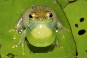 Reed frog