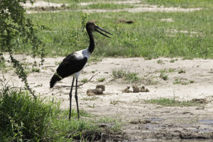 Saddle Billed Stork