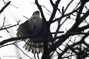 Shikra