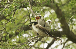 Southern White-crowned shrike