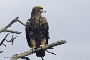 Tawny Eagle
