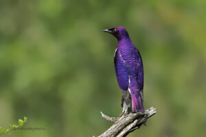 Violet backed Starling