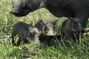 Warthog Piglets