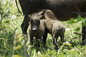 Warthog Piglets