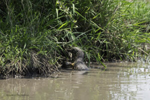 Water Monitor