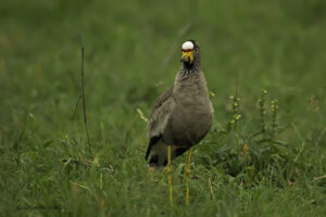 Wattled Lapwing