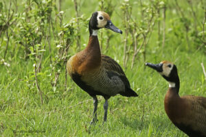 White faced Whistling Duck