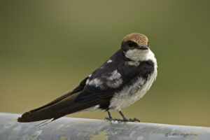 Wire tailed Swallow