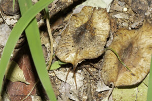 Wolf Spider