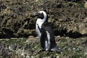 African Penguin