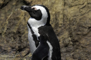 African Penguin