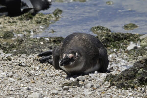 African Penguin