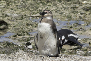 African Penguin