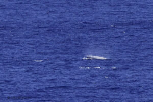 Beaked Whale