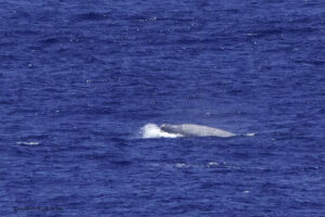 Beaked Whale