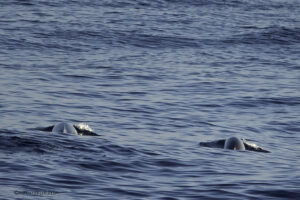 Beaked Whales