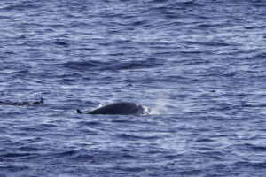 Beaked Whales