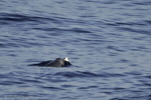 Beaked Whales