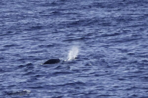 Beaked Whales