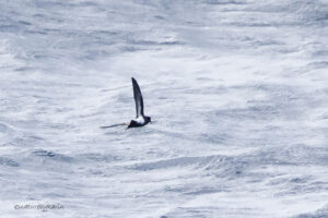 Black bellied Storm Petrel