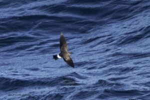 Black bellied Storm Petrel