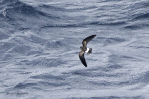 Black bellied Storm Petrel