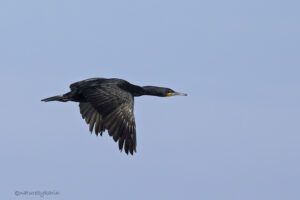 Cape Cormorant