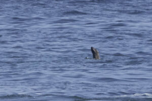 Cape Fur Seal