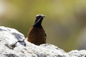 Cape Rockjumper