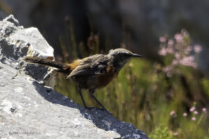 Cape Rockjumper