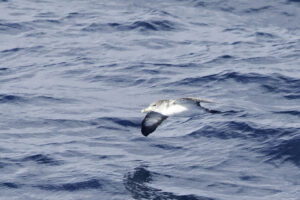 Corys Shearwater