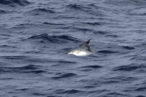 Corys Shearwater