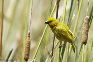 Eastern Golden Weaver