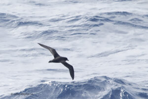 Great winged Petrel