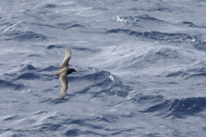 Great winged Petrel