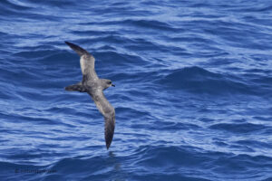 Great winged Petrel