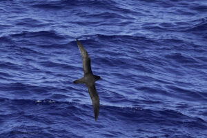 Great winged Petrel