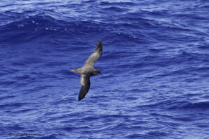 Great winged Petrel